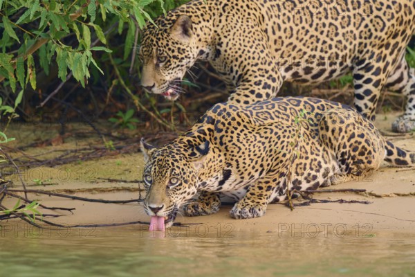 Two jaguars at the water's edge, one drinking attentively in dense vegetation, Jaguar (Panthera