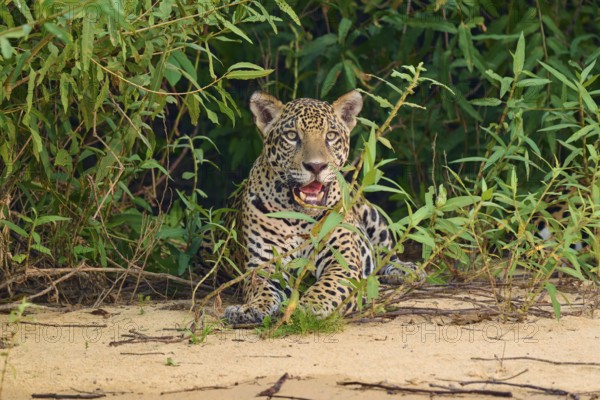 A jaguar sits vigil in front of dense green vegetation on sandy ground, Jaguar (Panthera onca),