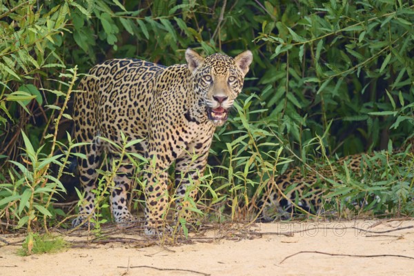 A jaguar stands at the edge of dense vegetation, alert and vigilant, jaguar (Panthera onca),