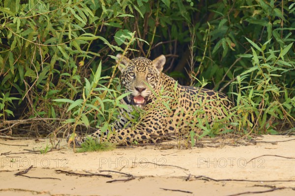 A jaguar lies relaxed on the edge of green vegetation on sandy ground, Jaguar (Panthera onca),