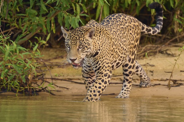 Big cat wading into the water, gazing intently into the greenery, jaguar (Panthera onca), Pantanal,