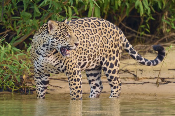 Jaguar standing at the waterline, surrounded by dense vegetation, Jaguar (Panthera onca), Pantanal,