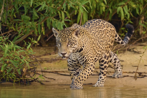 Jaguar creeps along the shore in dense green leaves, Jaguar (Panthera onca), Pantanal, UNESCO