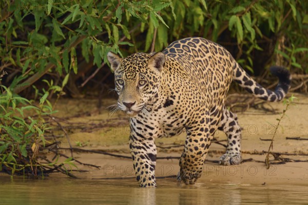 Jaguar walking along the river, surrounded by lush vegetation, Jaguar (Panthera onca), Pantanal,