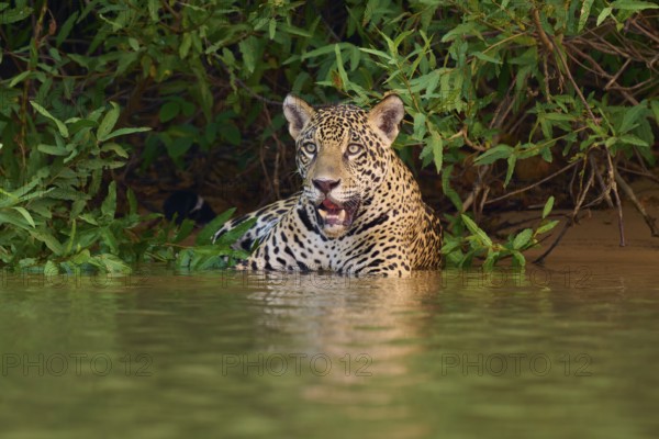 A jaguar in the water carefully monitors its surroundings, jaguar (Panthera onca), Pantanal, UNESCO