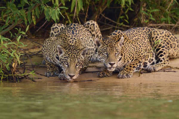 Two jaguars drinking water on the banks of a river, surrounded by dense vegetation, Jaguar