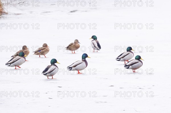 Ducks on a frozen lake, winter, Germany