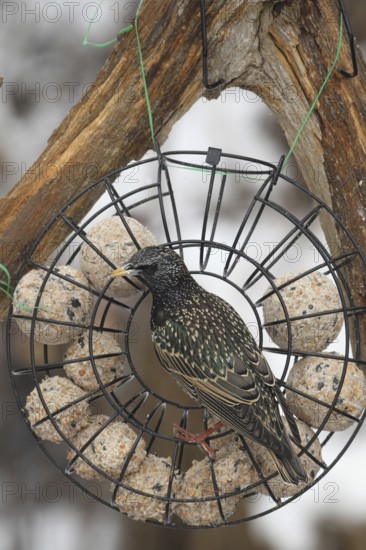 Starling (Sturnus vulgaris) at winter feeding in the forest, Allgäu, Bavaria, Germany, Allgäu,