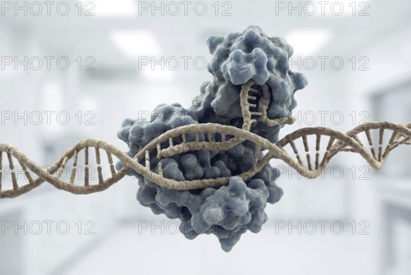 Visualization of the CRISPR-399 complex during targeted editing of a DNA double helix. The protein