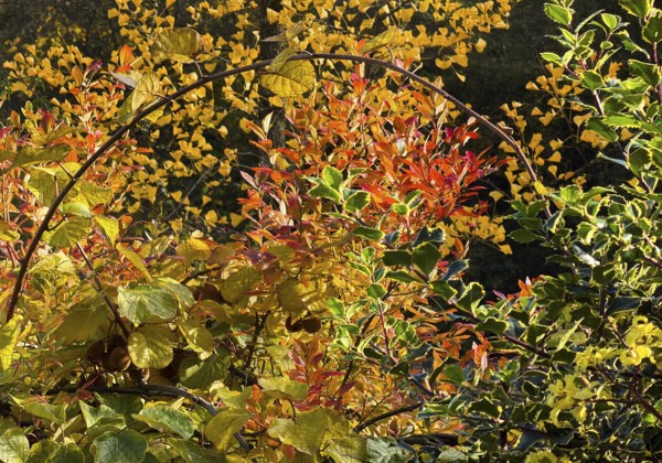 Bright green, yellow and red leaves, autumn colors, vegetation, Witten, Ruhr region, North