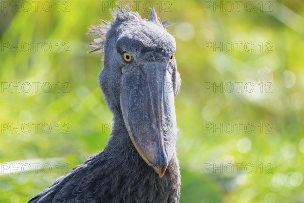 Shoebill (Balaeniceps rex), juvenile, funny animal portrait, swamps of Mabamba, Lake Victoria,