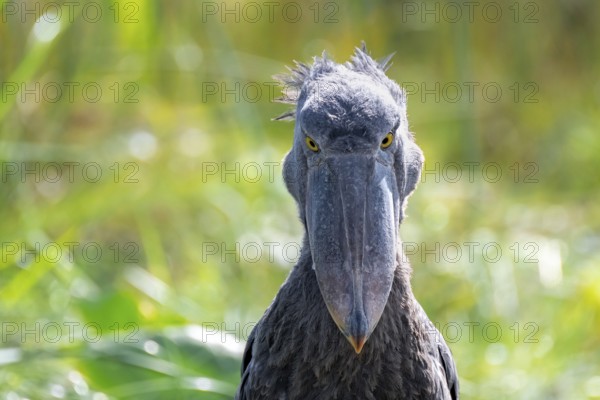 Shoebill (Balaeniceps rex), juvenile, animal portrait, evil eye, swamps of Mabamba, Lake Victoria,