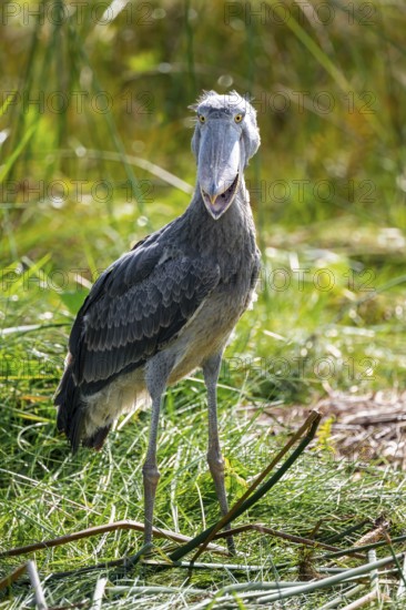 Shoebill (Balaeniceps rex), juvenile with open beak, swamps of Mabamba, Lake Victoria, Uganda