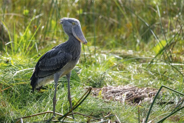 Shoebill (Balaeniceps rex), juvenile, swamps of Mabamba, Lake Victoria, Uganda
