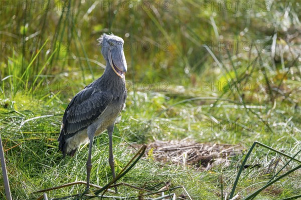 Shoebill (Balaeniceps rex), juvenile with open beak, swamps of Mabamba, Lake Victoria, Uganda