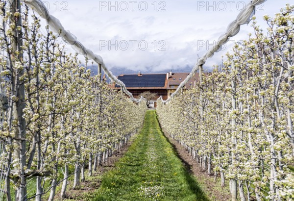 Apple trees in full bloom line a narrow path leading to a charming house in a small village in