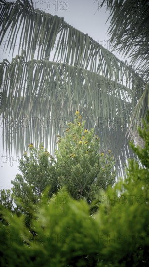 A serene scene capturing vibrant yellow birds resting on the branches of a lush green tree, framed