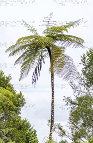 A majestic tree fern rises against a cloudy sky in San Ramon, Peruvian Amazon, showcasing its lush,