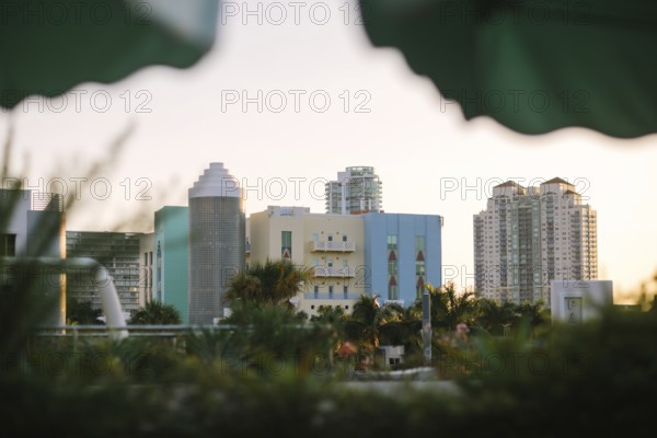 The Miami skyline bathes in the warm glow of sunset, framed by tropical leaves. This serene