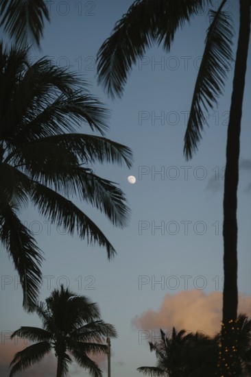 A serene late evening view on Miami Beach showcasing a softly glowing moon amidst the silhouettes