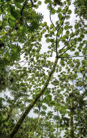 From below rich tapestry of green leaves and tree branches intricately woven against a bright sky
