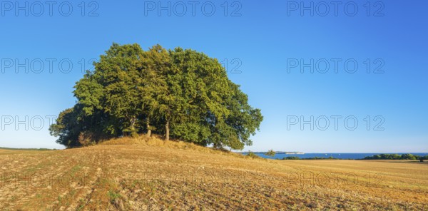 Mound grave covered with oak trees in a ploughed field with a view of the Baltic Sea, Rügen Island,