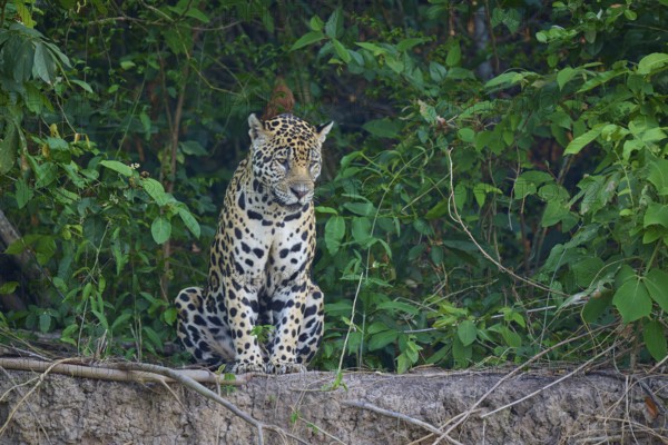 A sitting jaguar is surrounded by the dense foliage of a forest, Jaguar (Panthera onca), Pantanal,