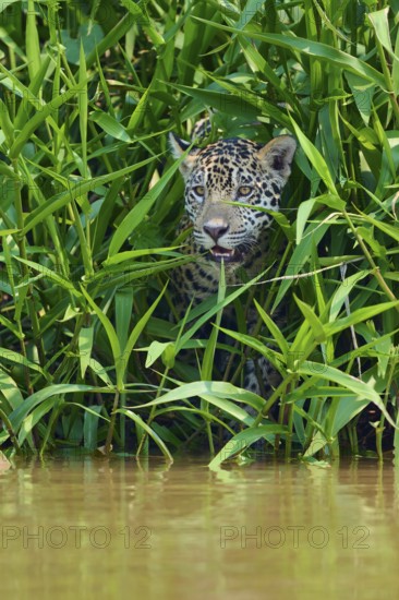 A jaguar is hidden between dense green plants near the water, Jaguar (Panthera onca), Pantanal,