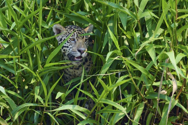 A jaguar partially emerges from a thicket of reeds, with a curious, watchful expression, Jaguar