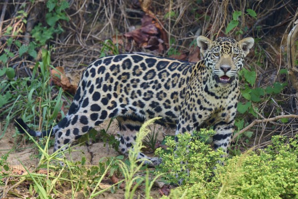 A jaguar stands within dense vegetation, attentive face, surrounded by nature, Jaguar (Panthera