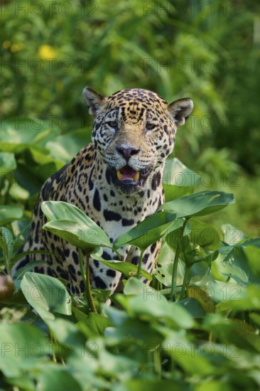 A jaguar in the midst of green leaves, with slightly open mouth, looks refreshed and curious,