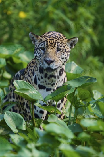 A jaguar sits between dense green leaves in the jungle and looks calmly into the camera, Jaguar