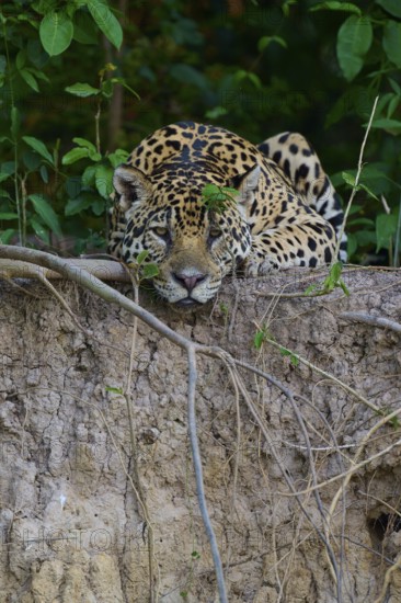 A jaguar lies alert and camouflaged on the riverbank in the jungle, surrounded by plants, Jaguar