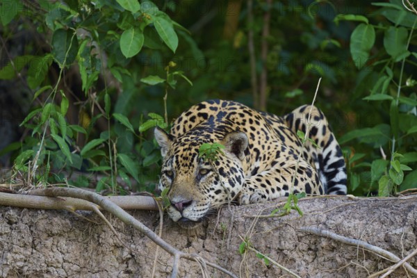 A camouflaged jaguar lies on a mound of earth, surrounded by dense plants in the jungle, Jaguar