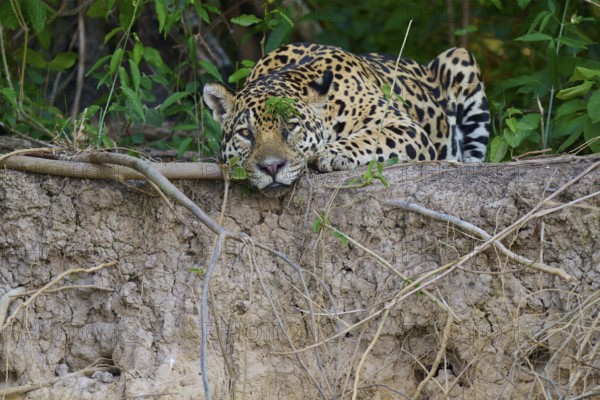 A jaguar rests on a mound of earth in the jungle, surrounded by lush greenery, Jaguar (Panthera
