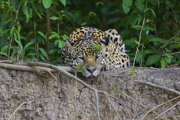 A jaguar lies relaxed on the riverbank in the dense jungle, hidden in the foliage, Jaguar (Panthera