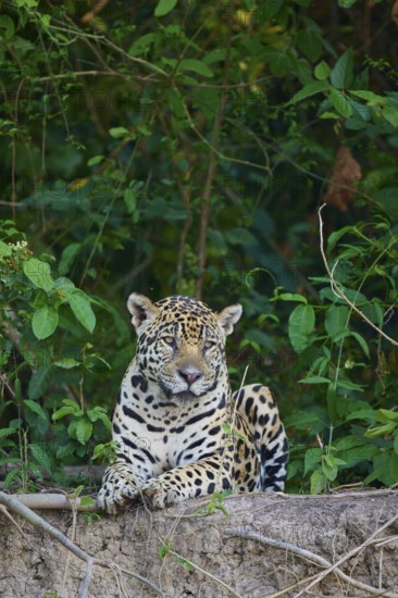 A jaguar enthroned in the jungle, alert and awake, jaguar (Panthera onca), Pantanal, UNESCO