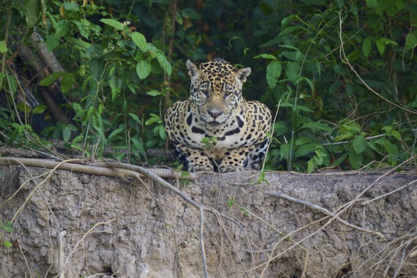 A jaguar lies on the edge, surrounded by dense greenery, Jaguar (Panthera onca), Pantanal, UNESCO