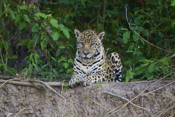 A resting jaguar, hidden in the dense forest, Jaguar (Panthera onca), Pantanal, UNESCO Biosphere