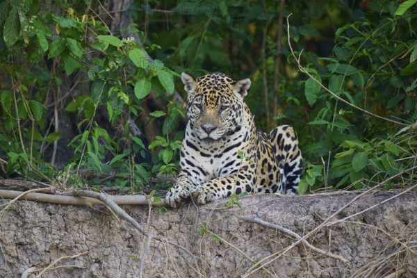 Jaguar looking alert, lying between plants, Jaguar (Panthera onca), Pantanal, UNESCO Biosphere