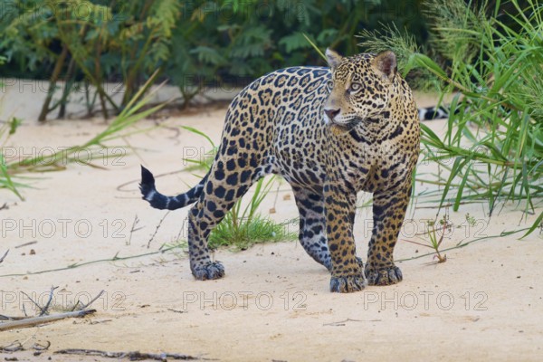 A jaguar attentively observes its surroundings in its natural habitat, jaguar (Panthera onca),