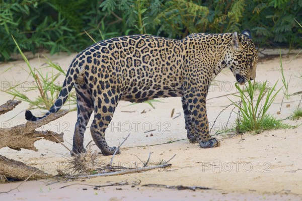 A jaguar stands on sandy ground, surrounded by green plants in the jungle, Jaguar (Panthera onca),