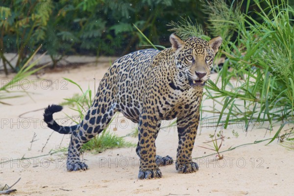 A jaguar stands at attention in the sandy area, surrounded by plants, Jaguar (Panthera onca),