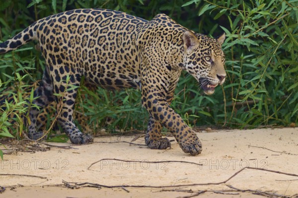 A jaguar walks along the riverbank on sandy ground, surrounded by plants, Jaguar (Panthera onca),