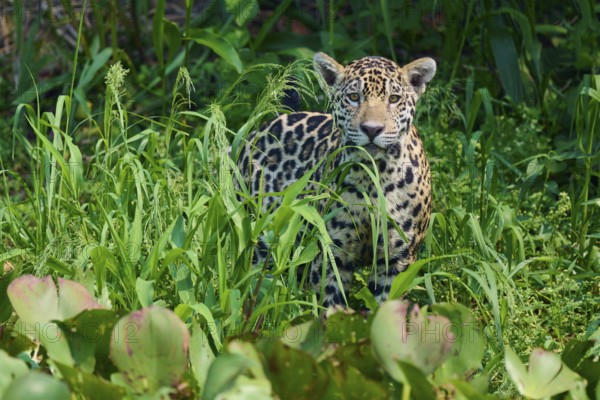 A jaguar lurks between tall green plants, perfectly integrated into its surroundings, Jaguar