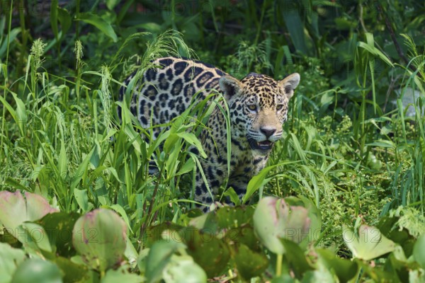 A jaguar hides in the tall, green grass, alert, as if vigilantly checking its surroundings, Jaguar