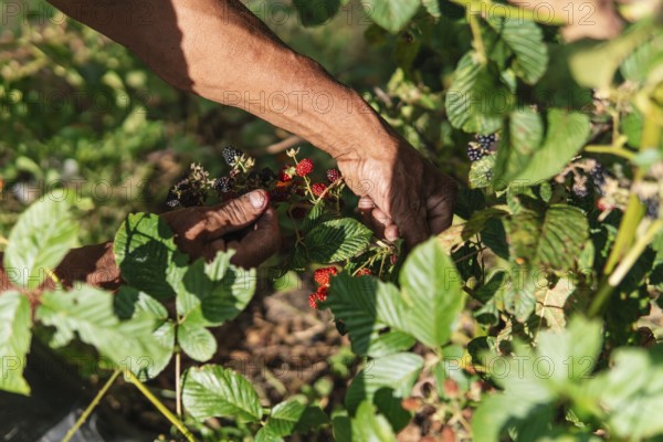 Hands carefully harvest ripe blackberries from lush green foliage in a sunlit Colombian farm A