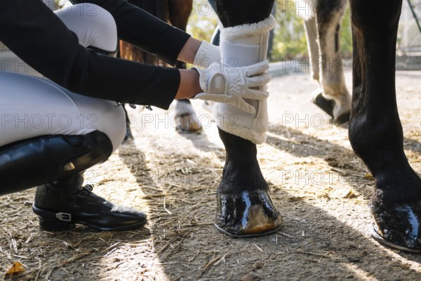 Cropped view of unrecognizable teenager in riding attire fitting protective boots on a horse's