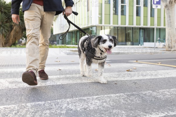 Cropped unrecognizable man crossing a city street with his leashed dog. The dog looks directly at