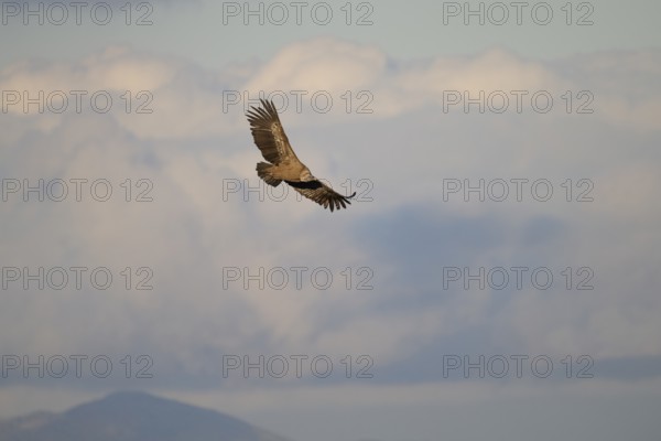 A griffon vulture gracefully glides through the sky, its wings extended wide against a backdrop of